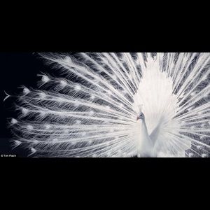 Meet your Posher, Michele